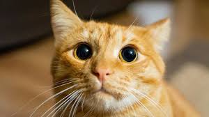 القطط التي تعيش بيننا , هل نفهم مشاعرها تماما