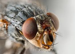 الوميض الادراكي لدى الذباب